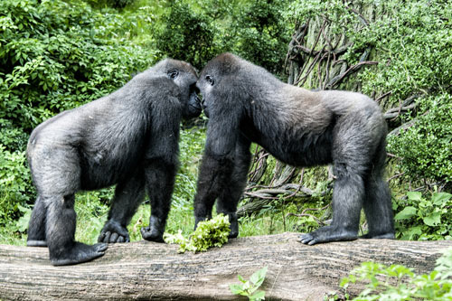 Gorillas im Konflikt