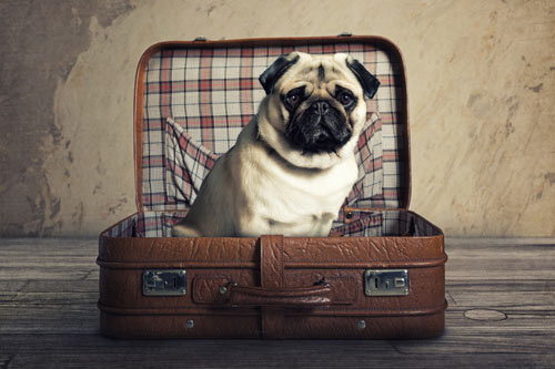 hund sitzt im koffer