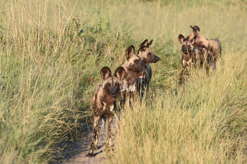 afrikanische wildhunde